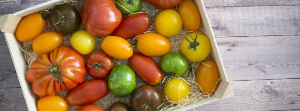 Healthy eating a box full of different tomatoes