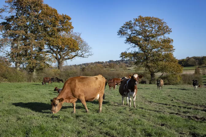 Cows Thumbnail
