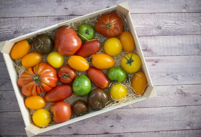 Heritage - tomatoes Thumbnail