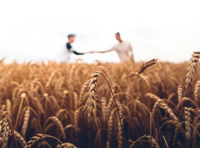 Responsible sourcing charter - fields of wheat